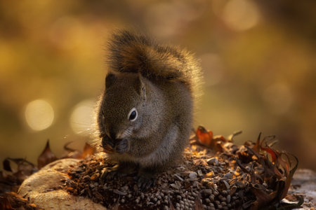 Fluffy cute American red squirrel is sittin on the stump on a sunflower head and eating dry seads in...