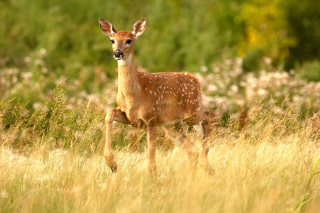 Young White-tailed deer with white spots is standingand stomping with his leg  in the high grass in the valley among trees of summer forest.の写真素材