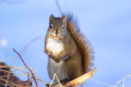 Cute fluffy American red squirrel is sitting on the branch and dry grass in the forest and watching in winter cold snowy day.の写真素材