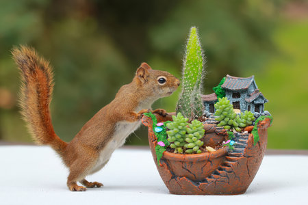 Cute fluffy American red squirrel is standing near the decorative chinese  pot with pagoda and...