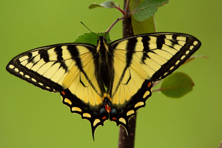 Beautiful bright Canadian tiger swallowtail is sitting on a branch of the tree in warm summer day with open wings, light green background.の写真素材