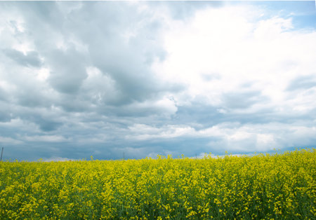 Bright scenic yellow field of blooming canola or rapeseed and the blue cloudy sky in prairies.の写真素材
