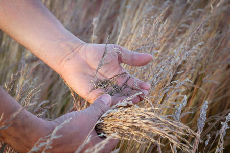 Farmer is testing with hands the fescue seeds in the agricultural field if they are ripe.の写真素材