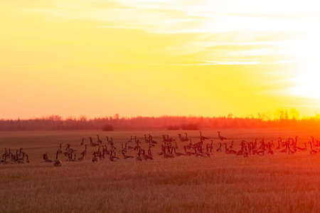 Scenic picture of Canada geese foraging in the agricultural field during bright orange sunset.の写真素材