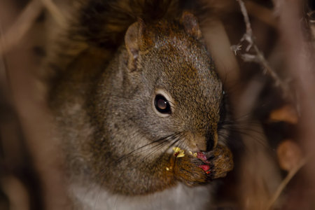 Portrait of cute American red squirrel that is sitting on a prickly wild rose branch and eating rose hips at night.の写真素材