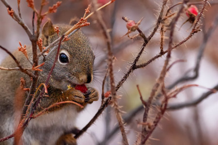 Little cute American red squirrel is sitting on the prickly wild rose branches and eating rosehips...