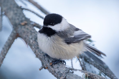 Puffed Black capped chickadee is perched on the spruce branch in the cold winter forest.の写真素材