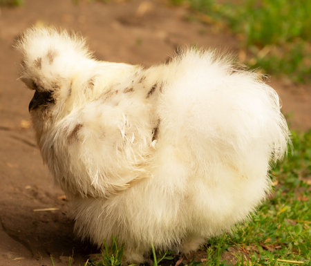 Rare breed of fluffy chicken Silkie. White big hen, back view.の写真素材