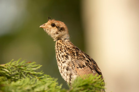 Little Ruffed grouse chick is perched on the spruce branch in summer day. Alerted look.の写真素材