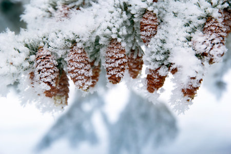 Pine branch with many cones covered with snow and hoarfrost in winter forest.の写真素材