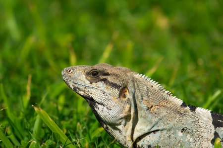 Mexican (or western) spiny-tailed iguana, or stenosaura pectinata, is looking from the grass in a...