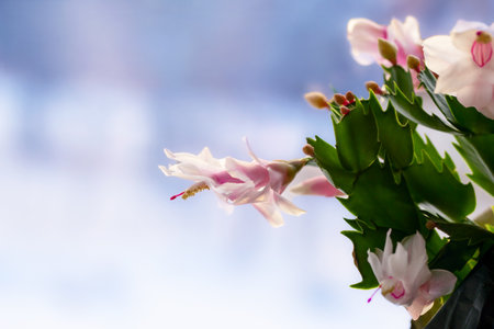 Beautiful white and pink flower of zygo cactus or Christmas cactus, house plant on the window sill.の写真素材