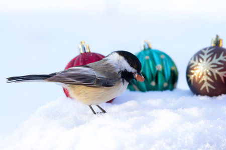 Black-capped chickadee is on the snow with colorful New year decorations (green, brown and red bulbs).の写真素材