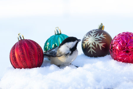 Black-capped chickadee is on the snow with colorful New year decorations (green, brown and red bulbs).の写真素材