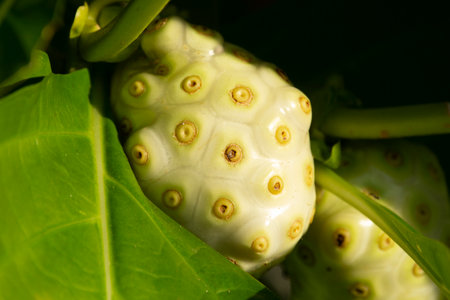 Morinda citrifolia or Noni white ripe fruit growing on the tree in the forest, green foliage.の写真素材