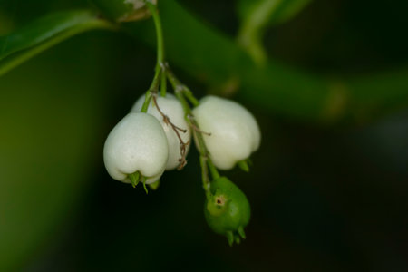 Beach naupaka (Scaevola taccada) or sea lettuce or beach cabbage little white fruit or berries on...