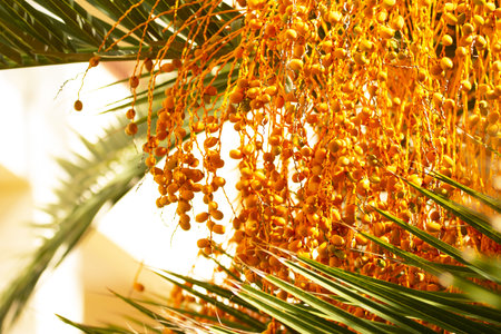 Phoenix plant or date palm with ripe bright yellow fruit and green leaves.