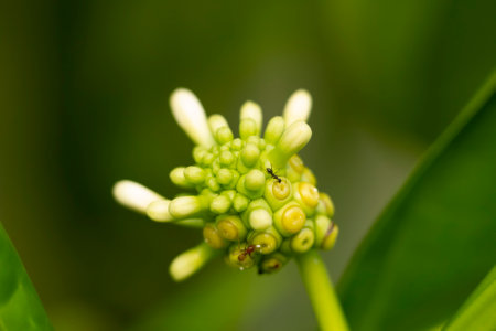 Young unripe green Noni fruit with white blossom growing on the branch of the tropical bush with...