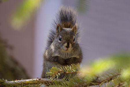 Funny looking grumpy american red squirrel is sitting on the branch of the spruce tree in spring,...