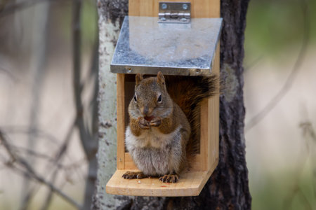 American red squirrel is sitting on the feeder on the tree and eating peanuts in springtime.の写真素材