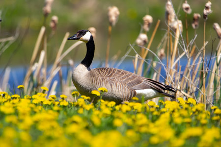 Beautiful scene near the lake of a Canada goose standing in green grass and blooming yellow dandelions in spring.の写真素材
