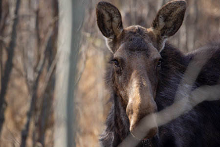 Portrait of female moose standing in the woodland among bare trees in early spring during breeding season.の写真素材