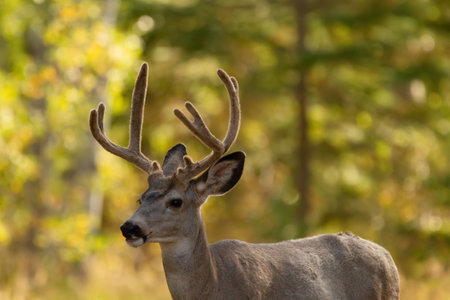 Portrait of male Mule deer with velvet antlers in the forest with yellow trees during hunting season in fall.の写真素材