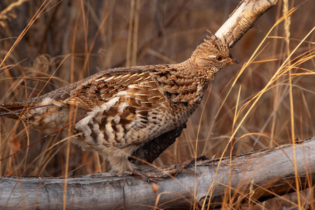 Female ruffed grouse is camouflaging in dry brown grass in autumn in the forest.の写真素材