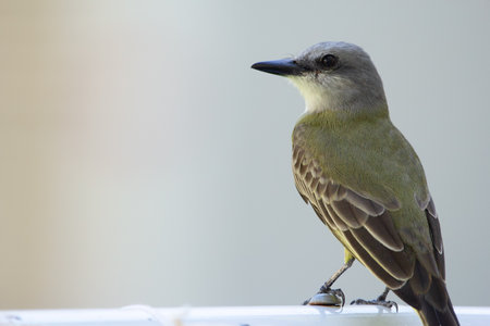 Tropical kingbird is perched on the fence, profile view, gray background.
