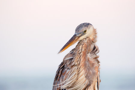 Portrait of a Great blue heron in the evening time before sunset, windy day, pink sky on the background.の写真素材