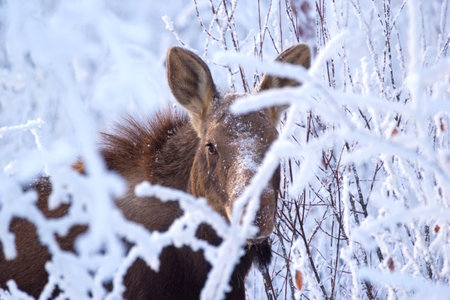 Beautiful scene in the winter snowy forest of a moose hiding behing white branches and looking through.の写真素材