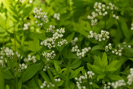 Common comandra is blooming in the forest floor in summer in the north.の写真素材