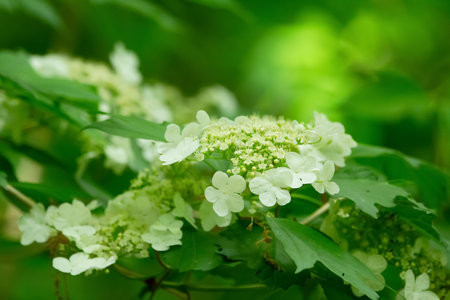 Beautiful white bloom of wild high bush Viburnum in summer with green leaves in the park.の写真素材