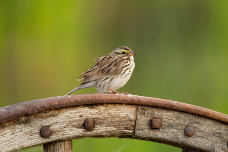 Savannah sparrow is sitting on the wooden old wheel in the garden in summer.の写真素材