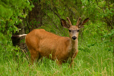 Younf male Mule deer with small velvet antlers standing alerted in grass among trees in the forest...