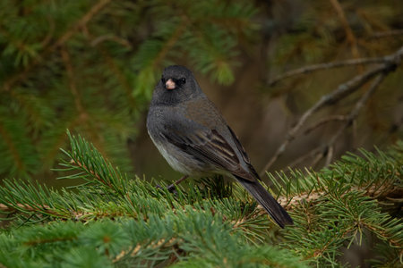 Dark-eyed junco is sitting on the spruce branch in summer forest.の写真素材