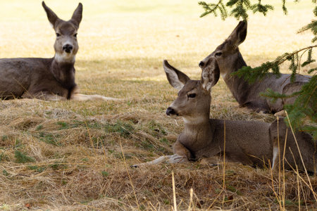 Three mule deer are resting under the tree in yellow grass in early spring.の写真素材