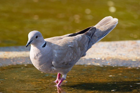 Eurasian collared-dove is standing in water in the puddle afternoon at the hot summer day.の写真素材