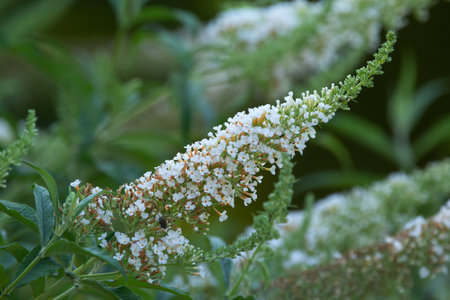 Beautiful white bloom of Buddleja asiatica in the bush with foliage in summer.の写真素材