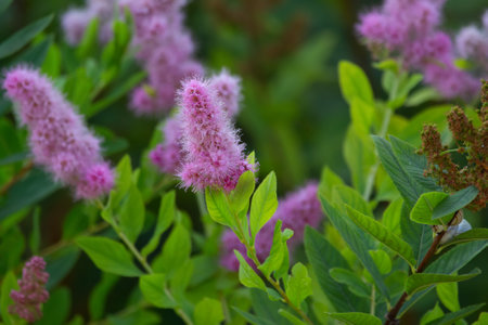 Flowering bush with purple bloom and green foliage of Spiraea salicifolia, (other names - bridewort, willow-leaved meadowsweet, spice hardhack, or Aaron's beard).の写真素材