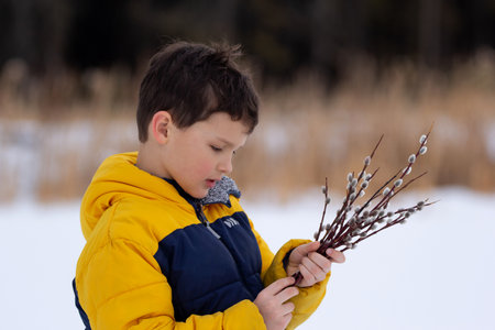 Boy in yellow jacket gathered a bunch of pussy willows and watching at them. March in the forest.の写真素材