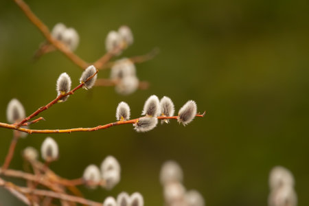 Branch of willow with blooming buds in spring in the park, warm sunny day.