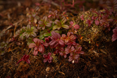 Evergreen arctic shrub Bearberry is growing among mosses in the wild with red and green leaves in early spring.の写真素材