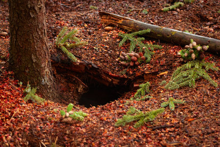 Midden of American red squirrel on the forest ground under spruce tree with branches, cones and...