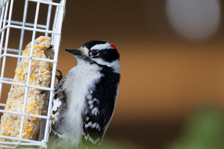 Downy woodpecker is hanging on a suet feeder and eating seeds in spring.の写真素材