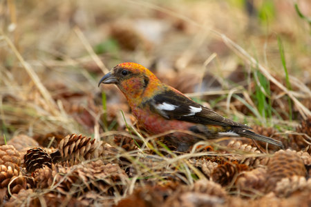 Bright and beautiful Red crossbill is sitting on the pile of cones on the ground in the forest in spring.の写真素材