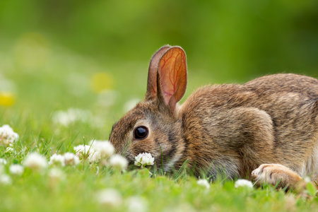 Small and fluffy brown European rabbit is sitting on the lawn and nibbling sweet clover in sunny summer day.の写真素材