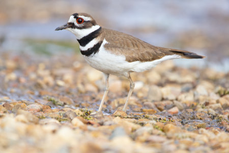 Profile view of a cute shore bird Killdeer stending on gravel near the river bank in summer.の写真素材