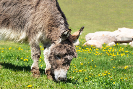 Cute fluffy gray donkey is grazing on the green grass of the farm in summer sunny hot day.の写真素材