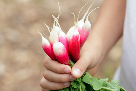 A hand is holding a bunch of ripe long red and white (French breakfast variety) radishes with green leaves in the summer garden.の写真素材